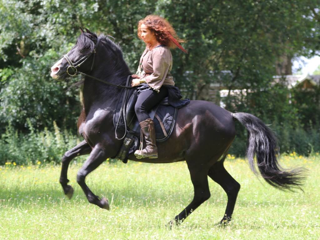 PUNTEADO II - PRE Puur Ras Spaans 2004 ,  Gereno II