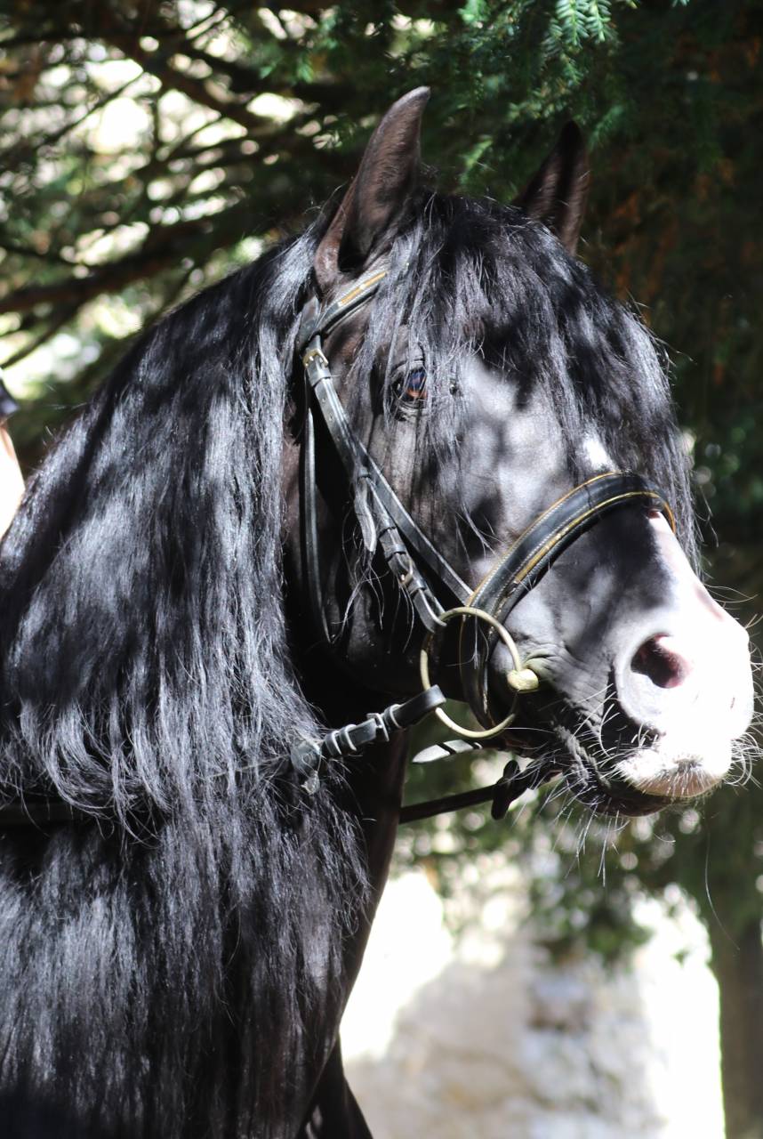 PUNTEADO II - PRE Puur Ras Spaans 2004 ,  Gereno II