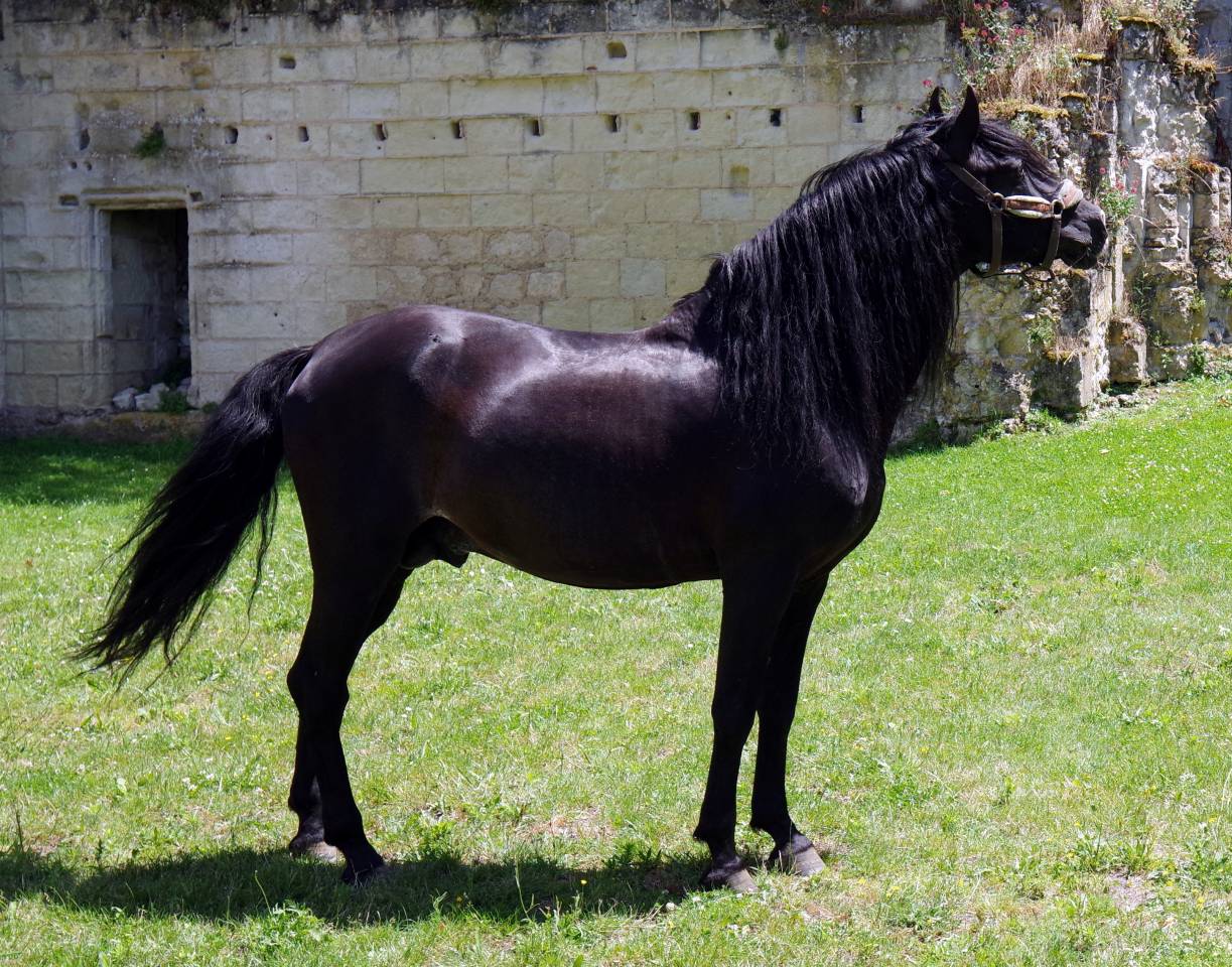 PUNTEADO II - PRE Puur Ras Spaans 2004 ,  Gereno II