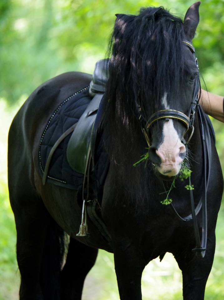 PUNTEADO II - PRE Puur Ras Spaans 2004 ,  Gereno II