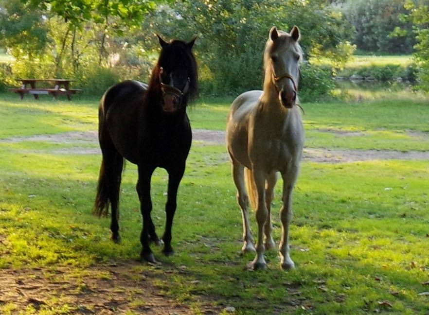 PUNTEADO II - PRE Puur Ras Spaans 2004 ,  Gereno II