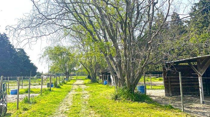 Mooi hippisch vastgoed Koop Vaucluse