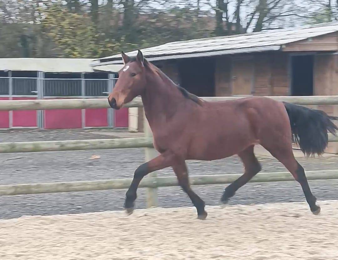 Ruin PRE Puur Ras Spaans Te koop 2022 Donker bruin / bai