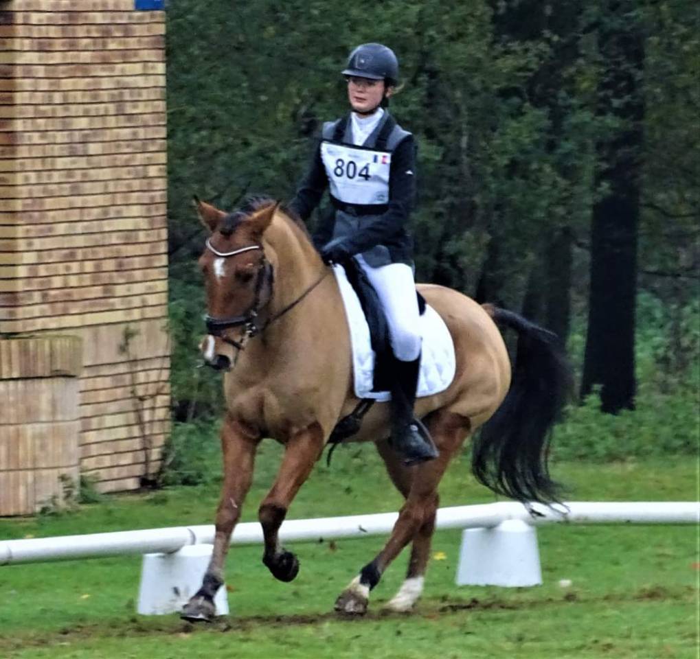 Ruin New Forest Half pension 2006 Donker bruin / bai