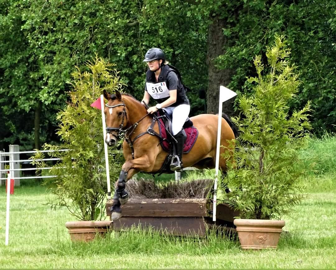 Ruin New Forest Half pension 2006 Donker bruin / bai