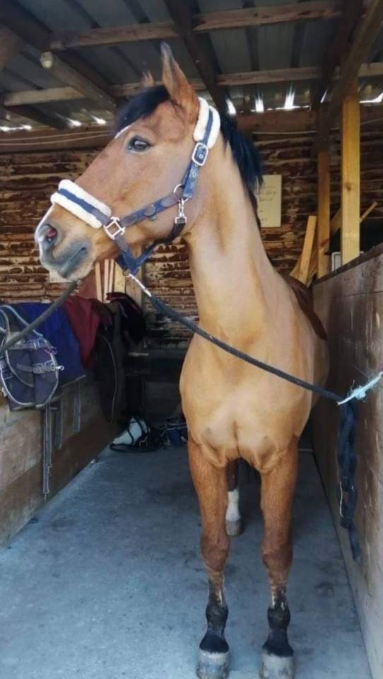 Ruin New Forest Half pension 2006 Donker bruin / bai