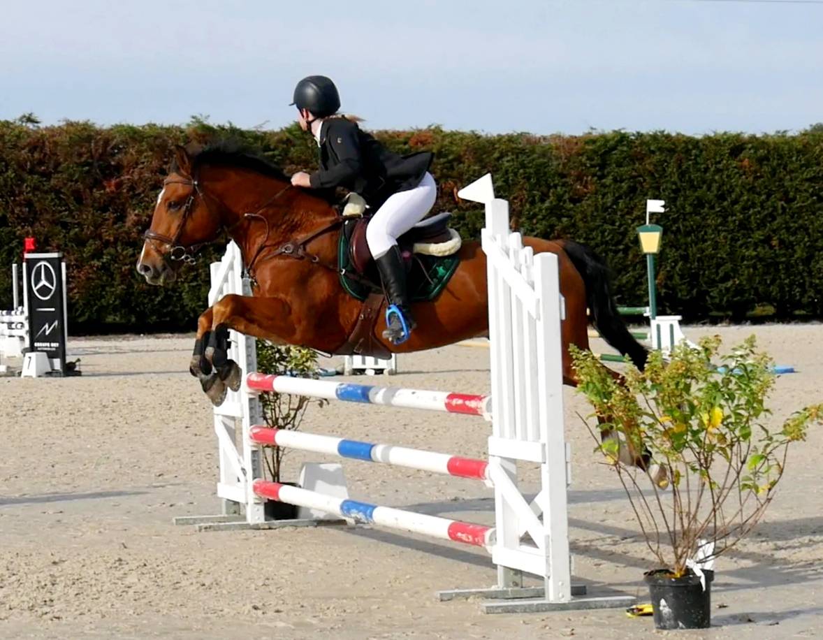 Ruin New Forest Half pension 2006 Donker bruin / bai