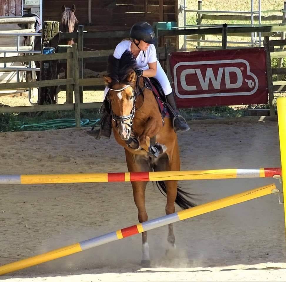 Ruin New Forest Half pension 2006 Donker bruin / bai