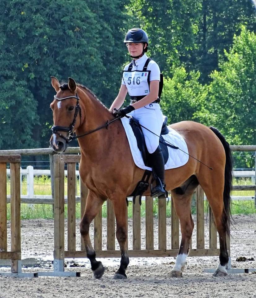 Ruin New Forest Half pension 2006 Donker bruin / bai