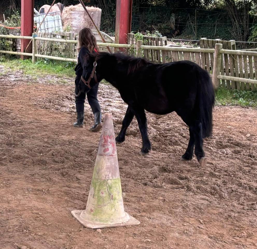 Veulen (ml) Curly Te koop 2022 Zwart ,  indianino    edacurly