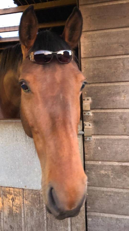 Merrie AES Anglo European Studbook Te koop 2016 Donker bruin / bai ,  CLOUD NINE