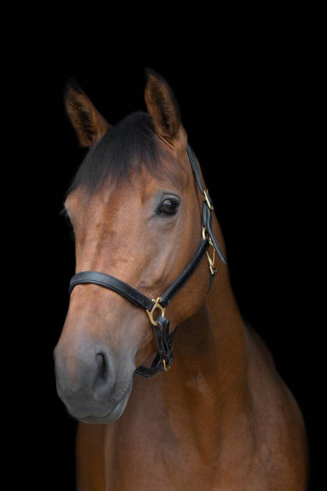 Merrie AES Anglo European Studbook Te koop 2016 Donker bruin / bai ,  CLOUD NINE