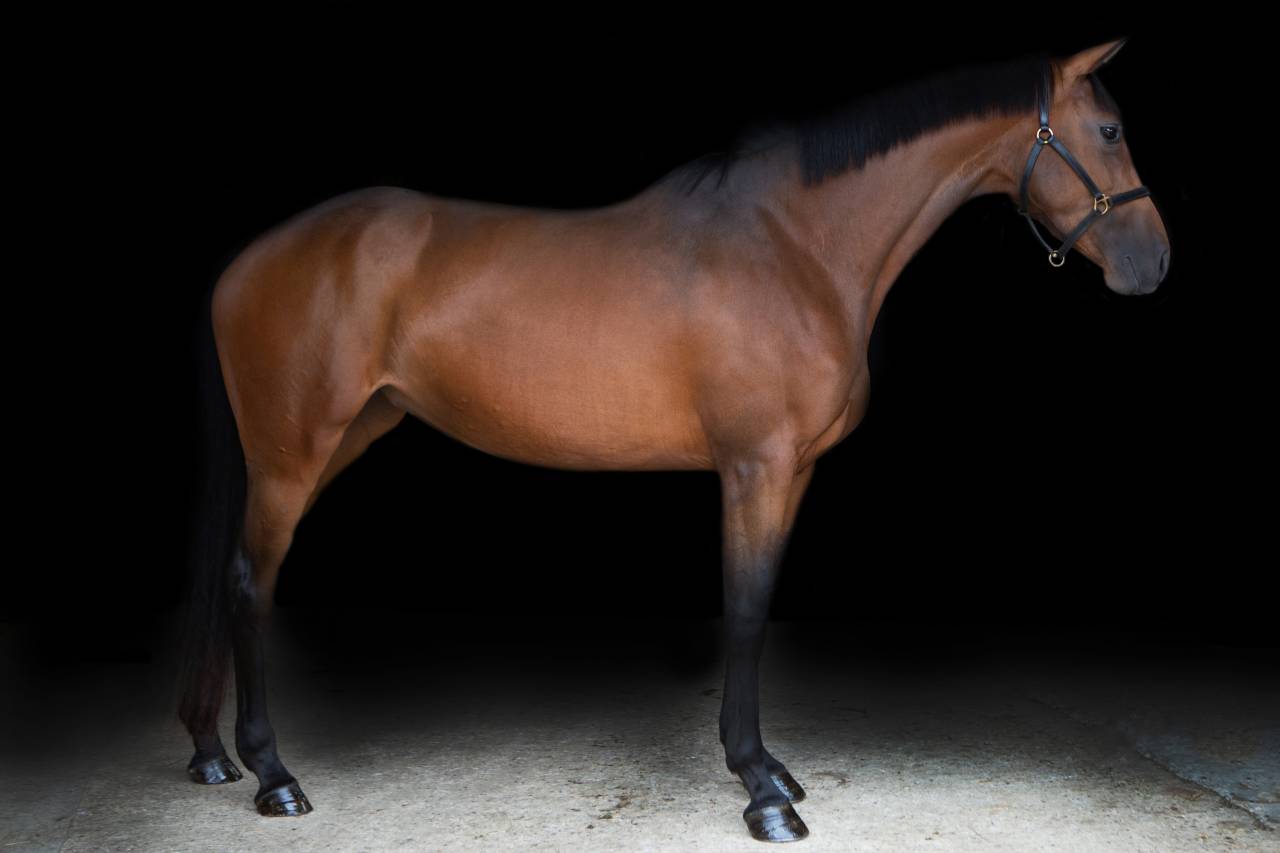 Merrie AES Anglo European Studbook Te koop 2016 Donker bruin / bai ,  CLOUD NINE