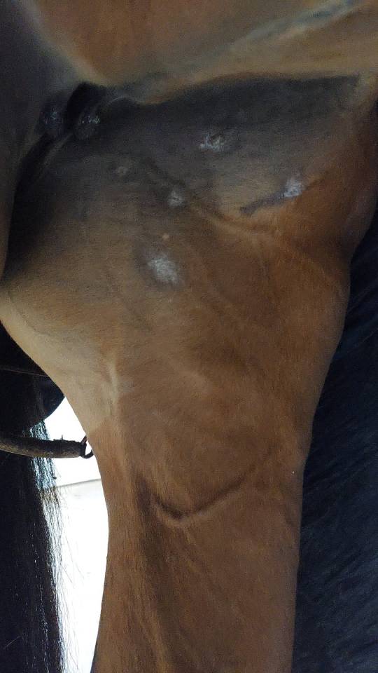 Merrie AES Anglo European Studbook Te koop 2016 Donker bruin / bai ,  CLOUD NINE