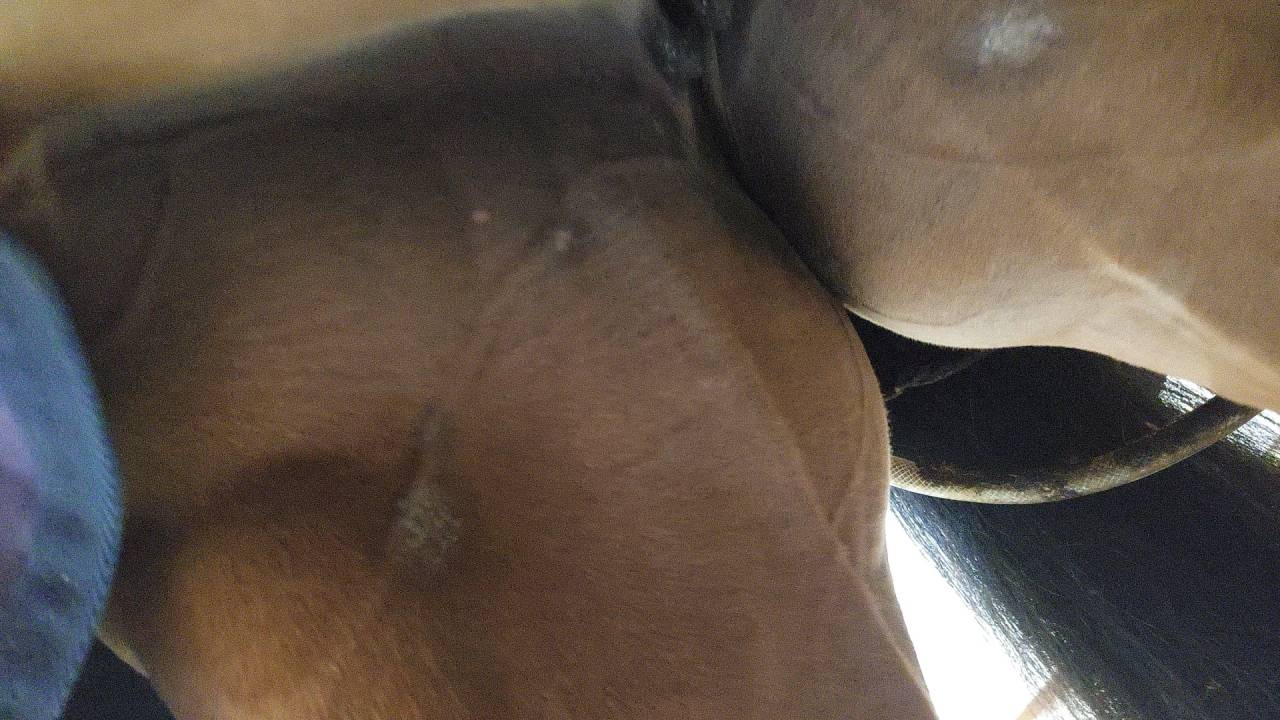 Merrie AES Anglo European Studbook Te koop 2016 Donker bruin / bai ,  CLOUD NINE