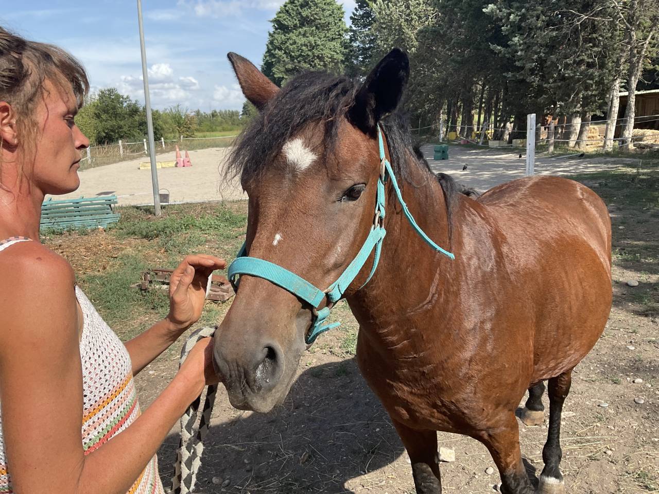 Merrie Curly Te koop 2010 Donker bruin / bai