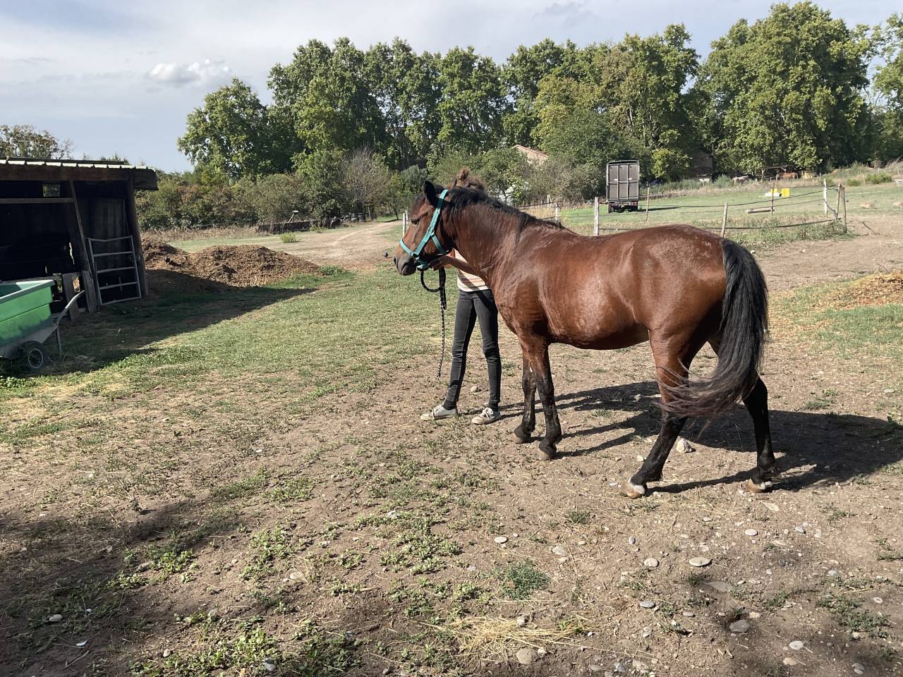 Merrie Curly Te koop 2010 Donker bruin / bai
