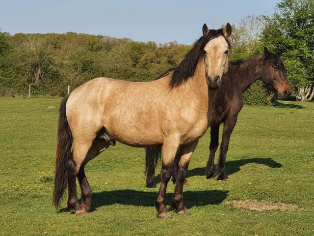 EUCHORTHIPUS ARQUETAN - New Forest 2014 ,  GEDEON DES MAUVIS