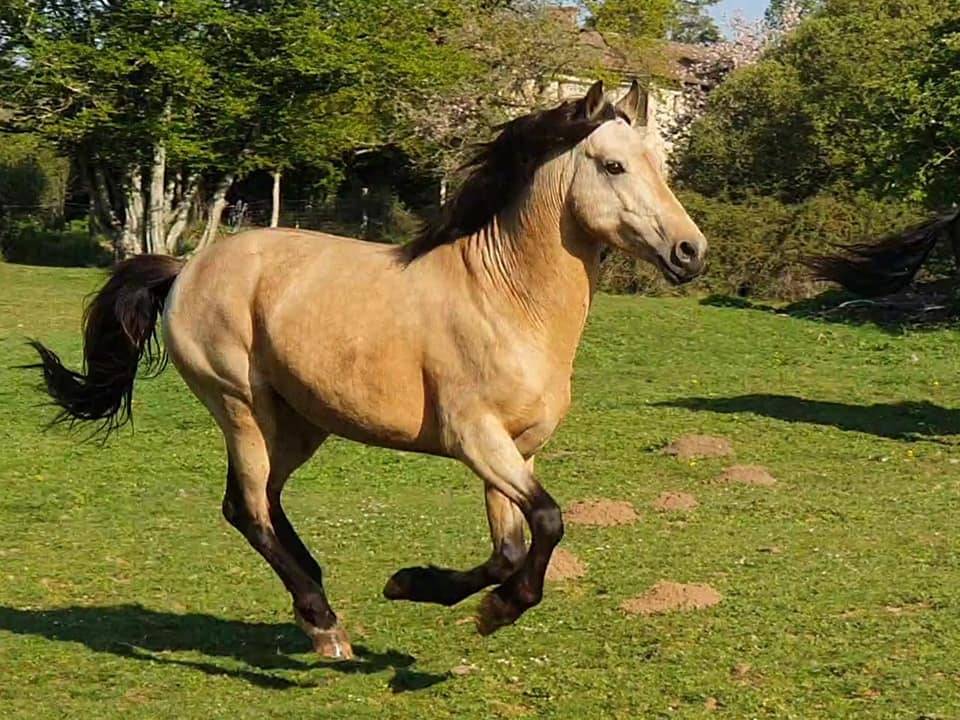 EUCHORTHIPUS ARQUETAN - New Forest 2014 ,  GEDEON DES MAUVIS