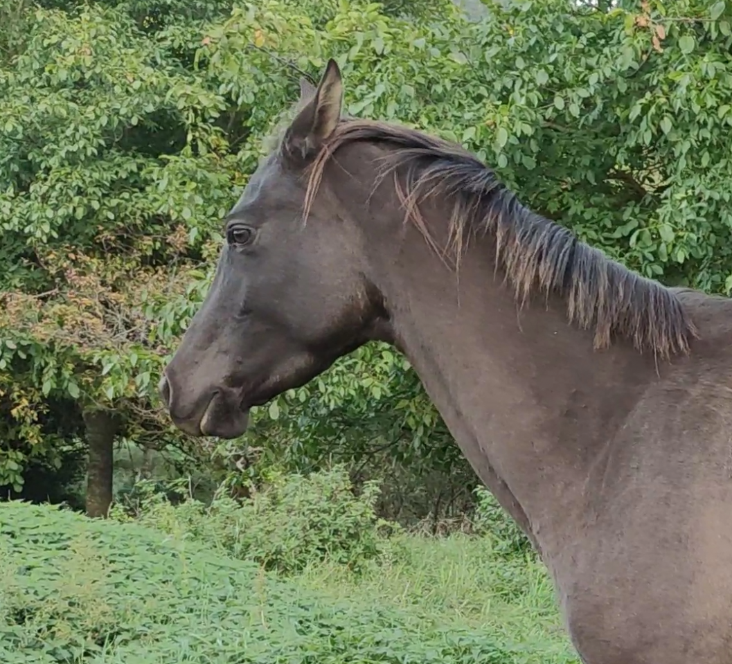 Merrie Akhal-Teke Te koop 2018 Isabel
