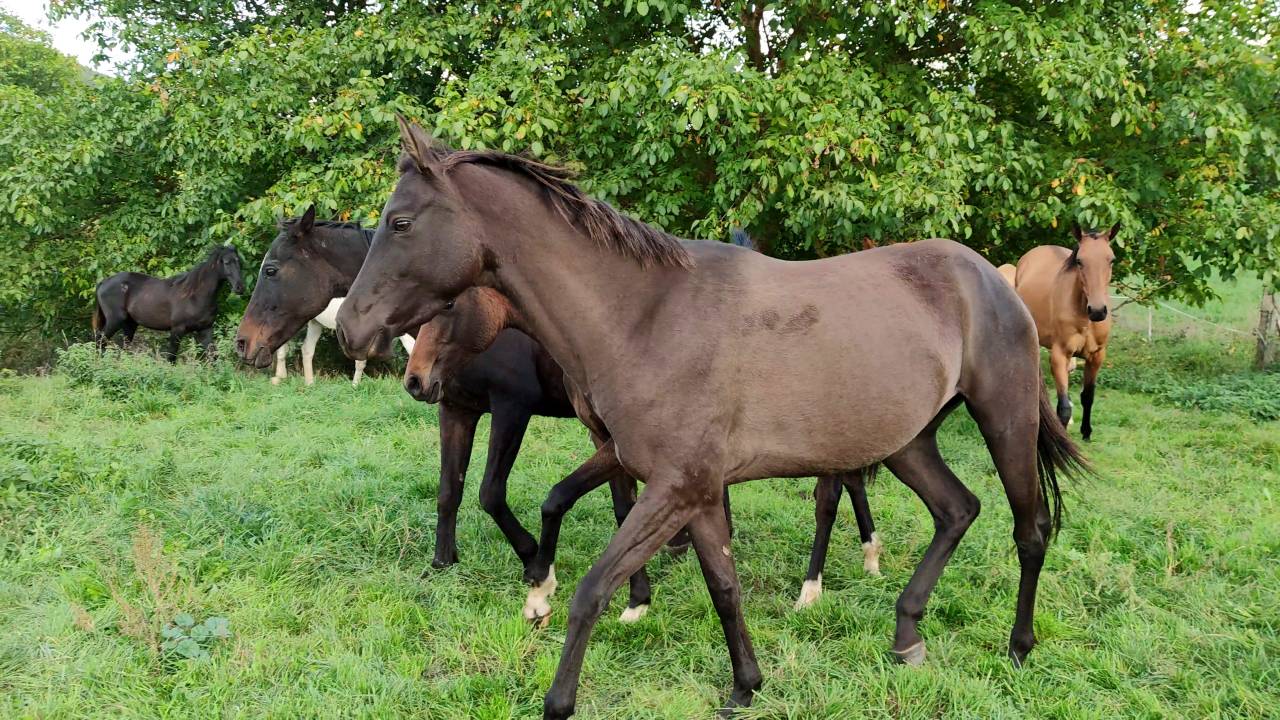 Merrie Akhal-Teke Te koop 2018 Isabel