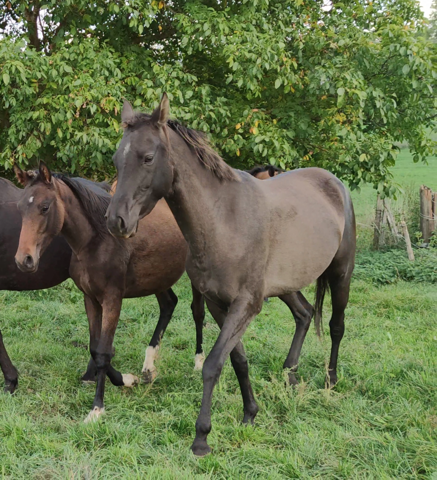 Merrie Akhal-Teke Te koop 2018 Isabel