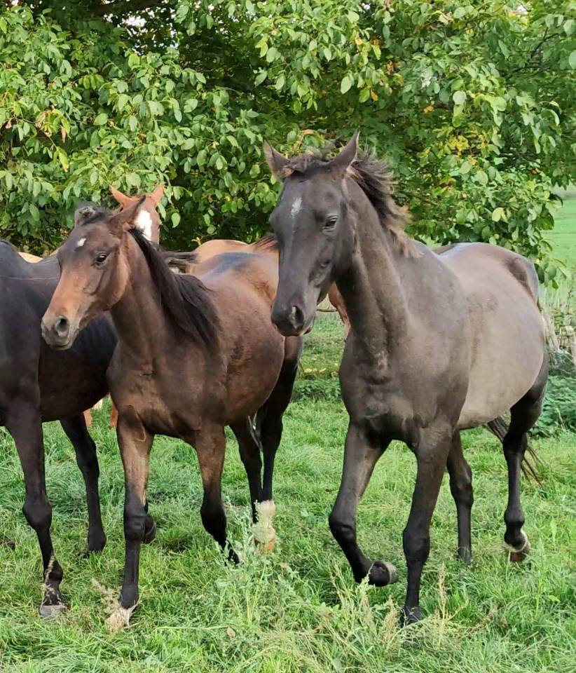 Merrie Akhal-Teke Te koop 2018 Isabel