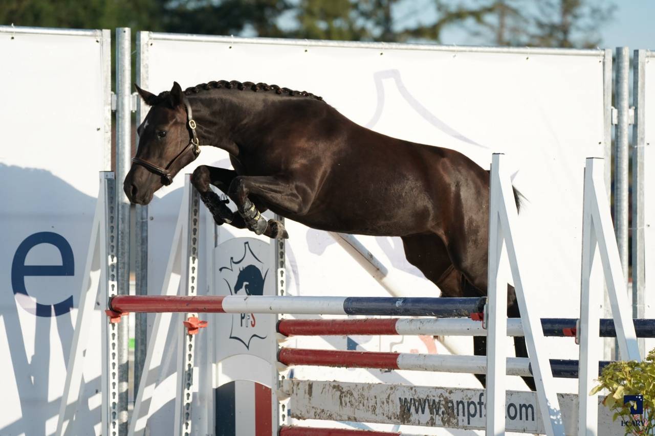 Komilfo love de Cé - New Forest 2020 ,  helios love de cé