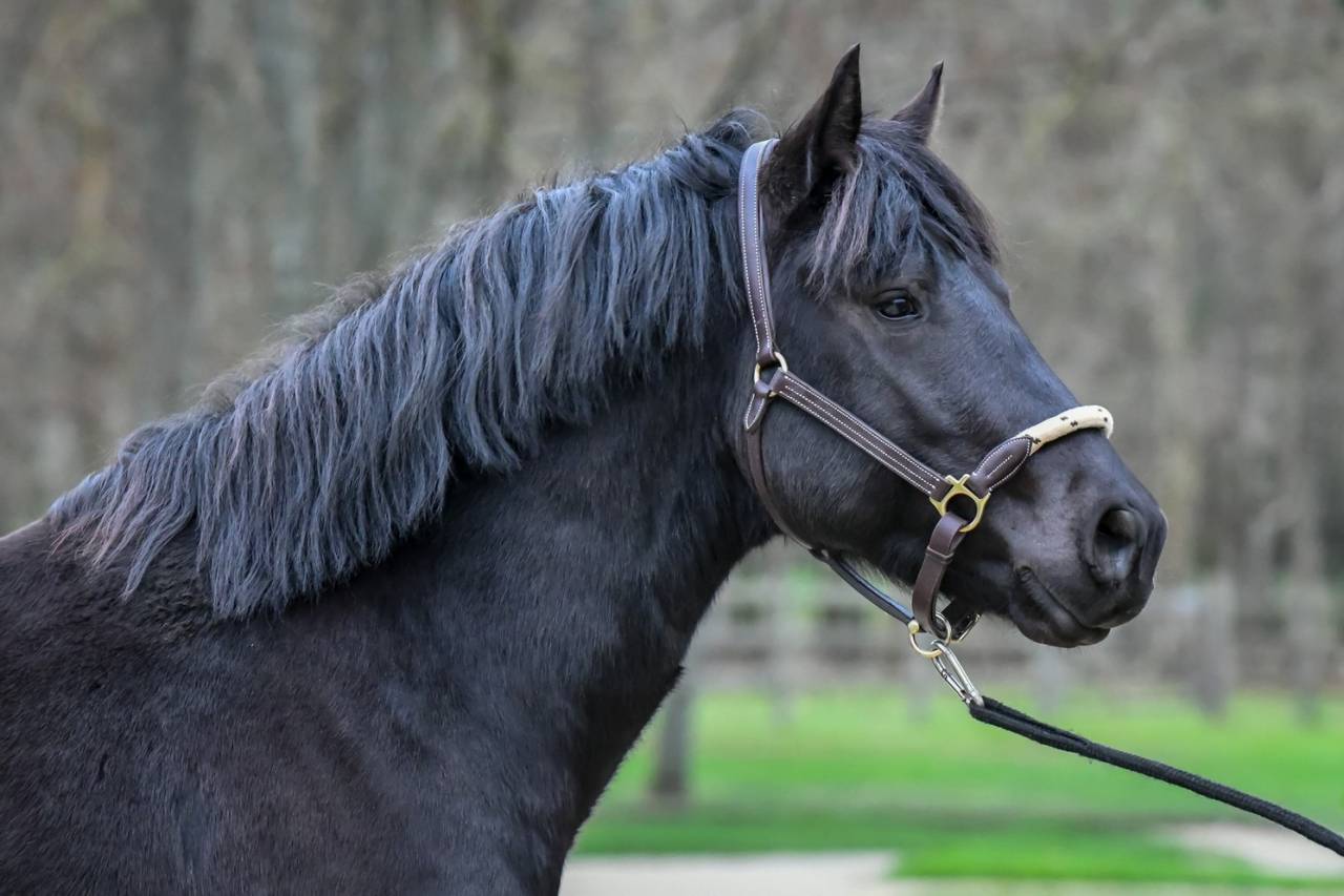 Komilfo love de Cé - New Forest 2020 ,  helios love de cé