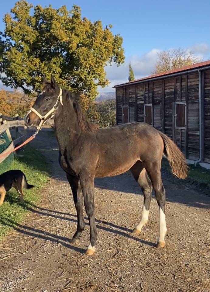 Merrie Selle Français Te koop 2022 Bruin / Bai ,  Hitchcock Bois Margot