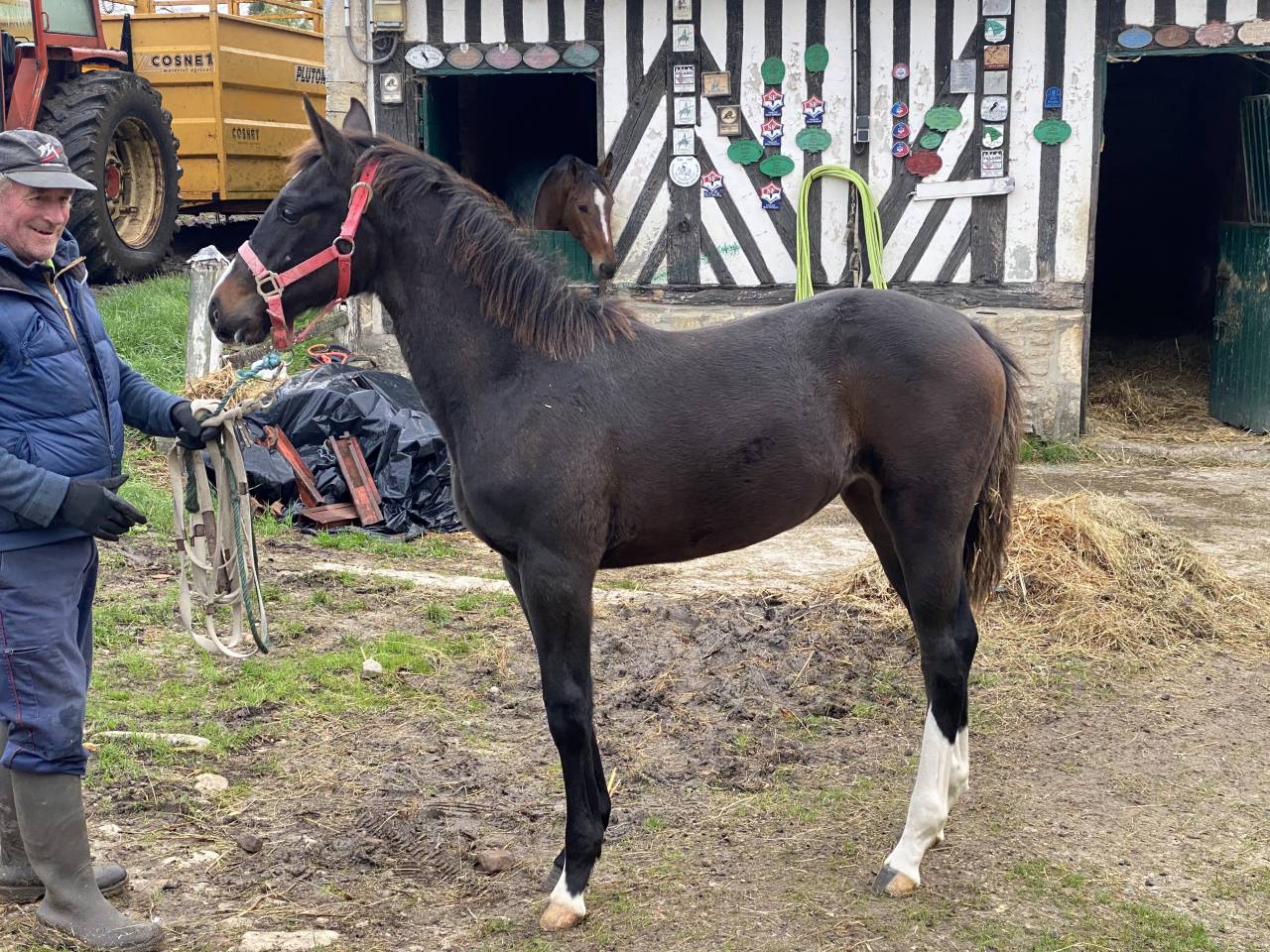 Merrie Selle Français Te koop 2022 Bruin / Bai ,  Hitchcock Bois Margot