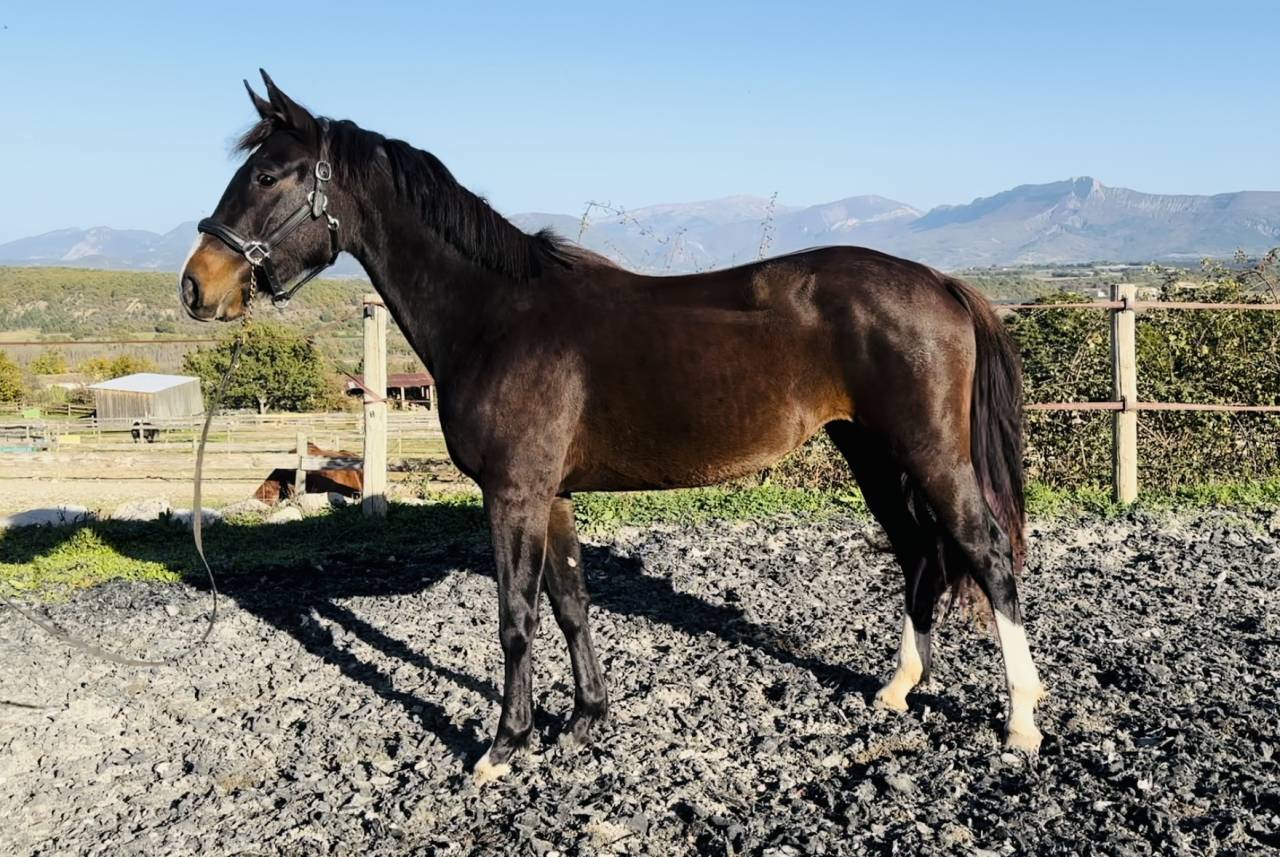 Merrie Selle Français Te koop 2022 Bruin / Bai ,  Hitchcock Bois Margot