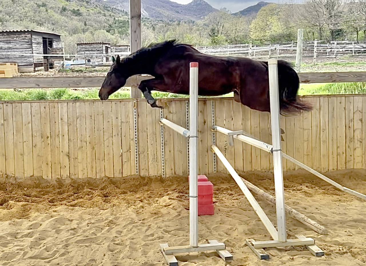Merrie Selle Français Te koop 2022 Bruin / Bai ,  Hitchcock Bois Margot