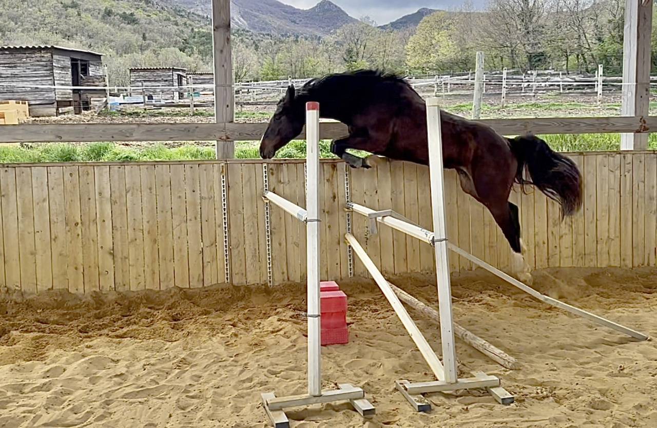 Merrie Selle Français Te koop 2022 Bruin / Bai ,  Hitchcock Bois Margot