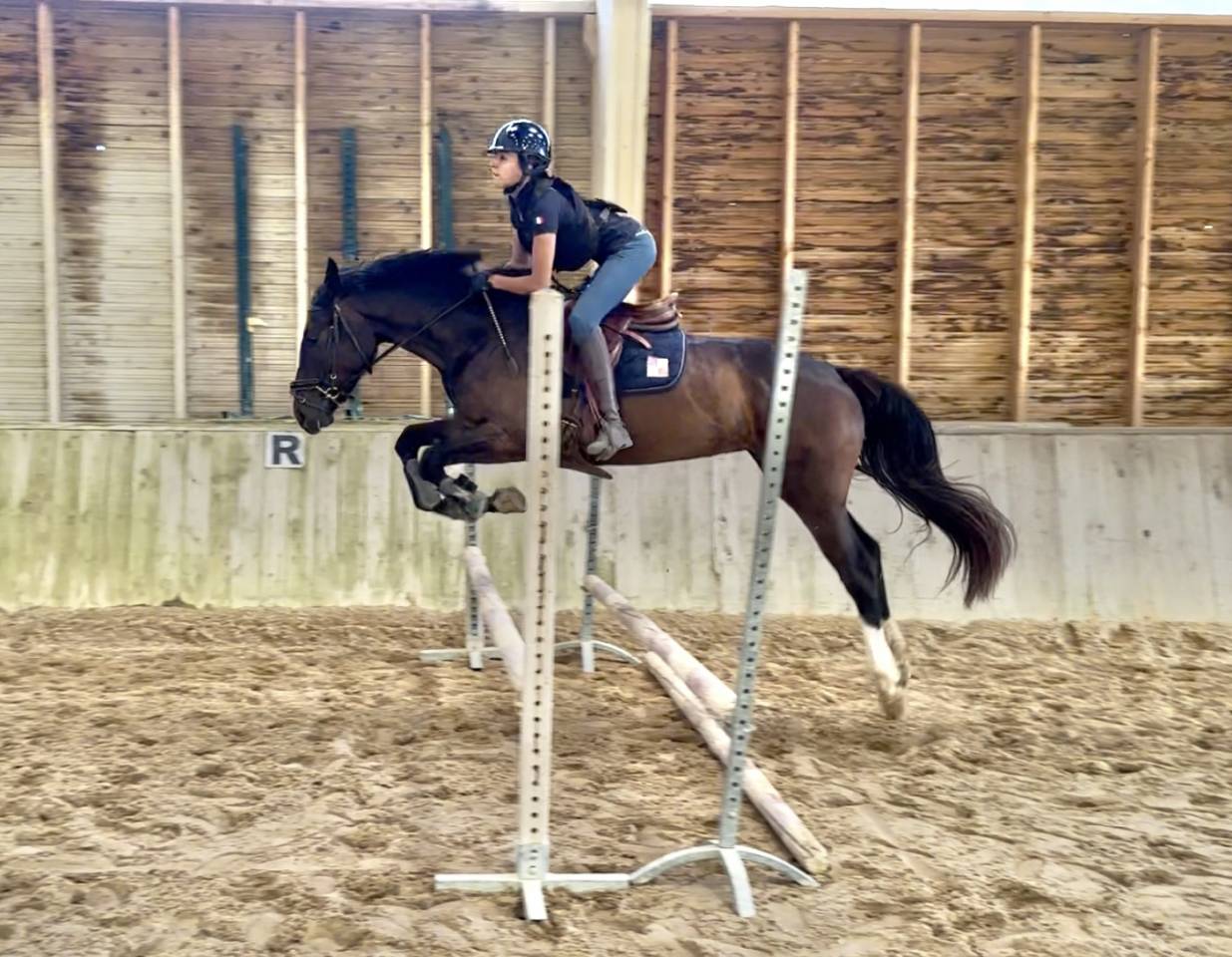 Merrie Selle Français Te koop 2022 Bruin / Bai ,  Hitchcock Bois Margot