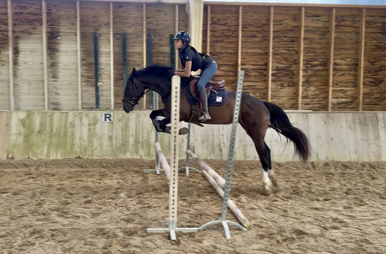 Merrie Selle Français Te koop 2022 Bruin / Bai ,  Hitchcock Bois Margot