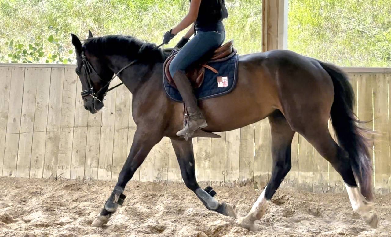 Merrie Selle Français Te koop 2022 Bruin / Bai ,  Hitchcock Bois Margot