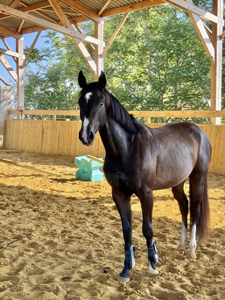 Merrie Selle Français Te koop 2022 Bruin / Bai ,  Hitchcock Bois Margot