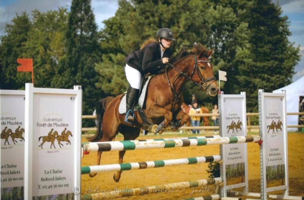 Ruin Bekend ras Te koop 2009 Koffie vos