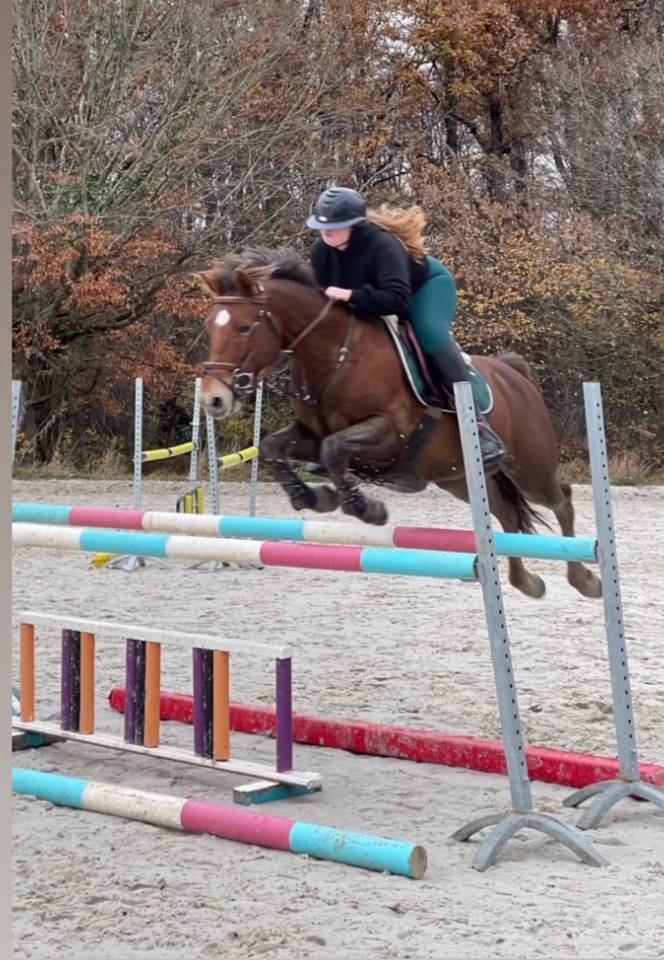 Ruin Bekend ras Te koop 2009 Koffie vos