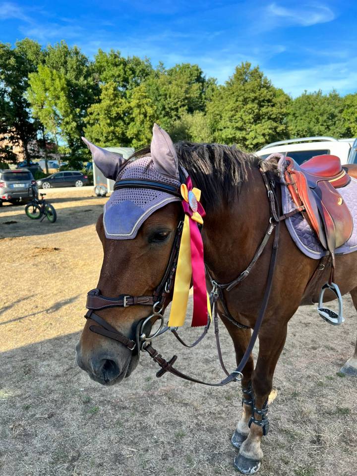 Ruin Bekend ras Te koop 2009 Koffie vos