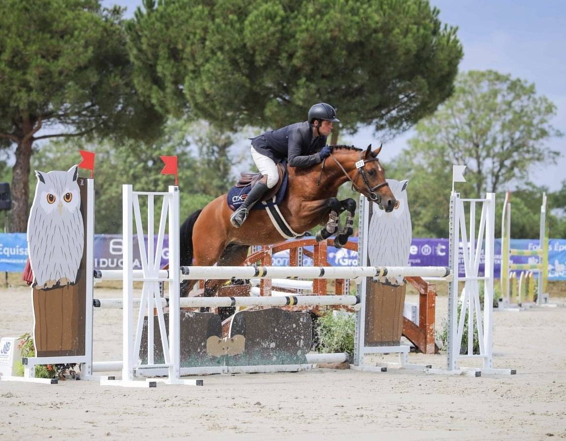 Dekhengst New Forest Te koop 2017 Donker bruin / bai