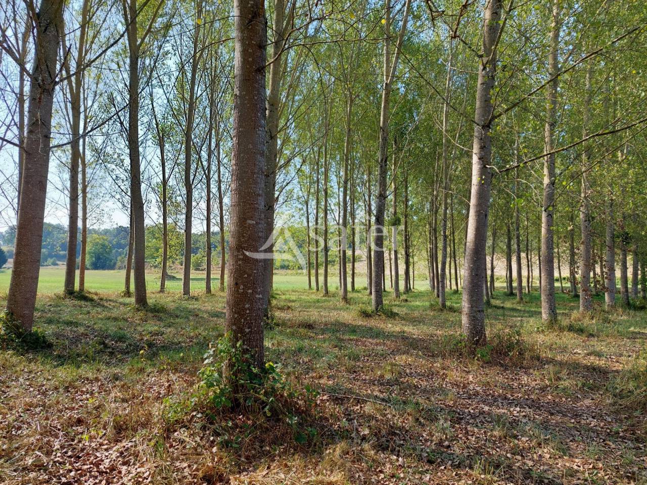 Bos exploitatie Koop Dordogne