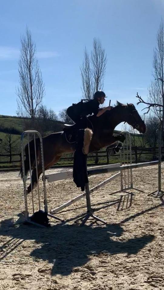 Ruin Franse rijpony PFS Te koop 2013 Donker bruin / bai ,  NINIO DE ROX