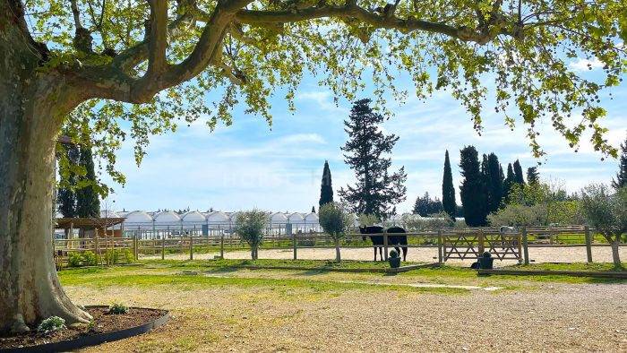 Hippisch vastgoed Koop Vaucluse