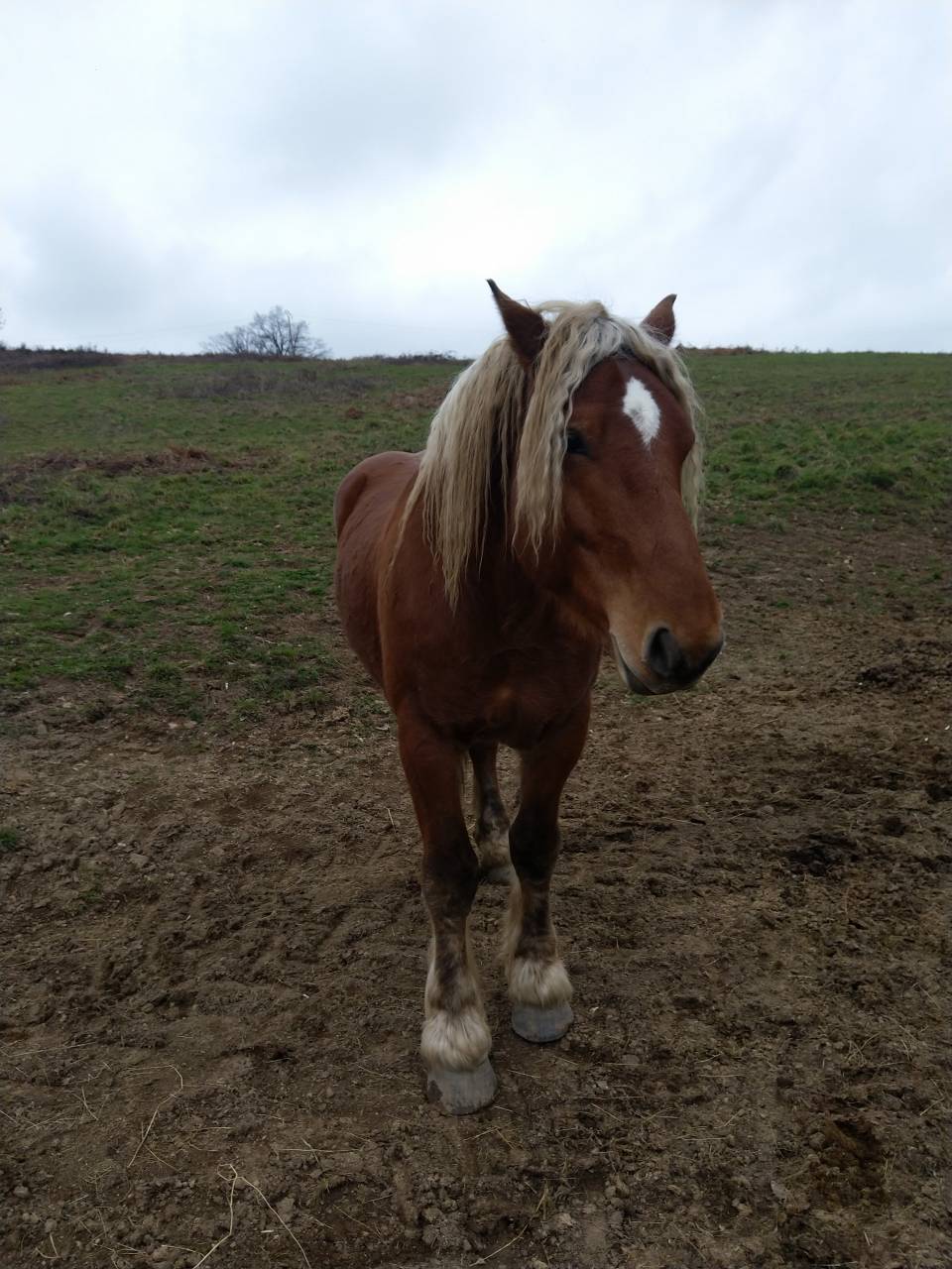 Hengst Comtois Trekpaard Te koop 2020 Vos ,  ROBIN DES BOIS