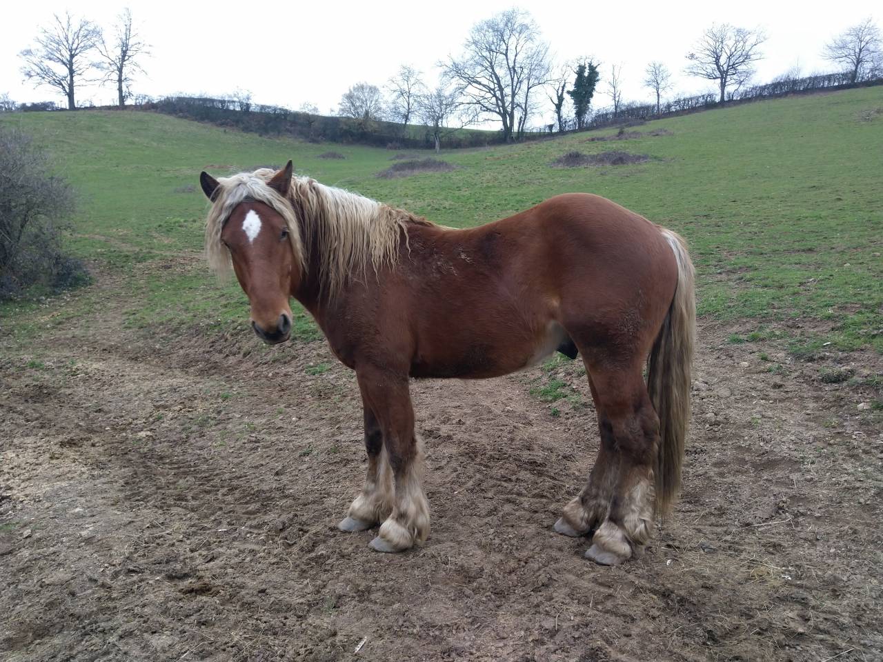 Hengst Comtois Trekpaard Te koop 2020 Vos ,  ROBIN DES BOIS