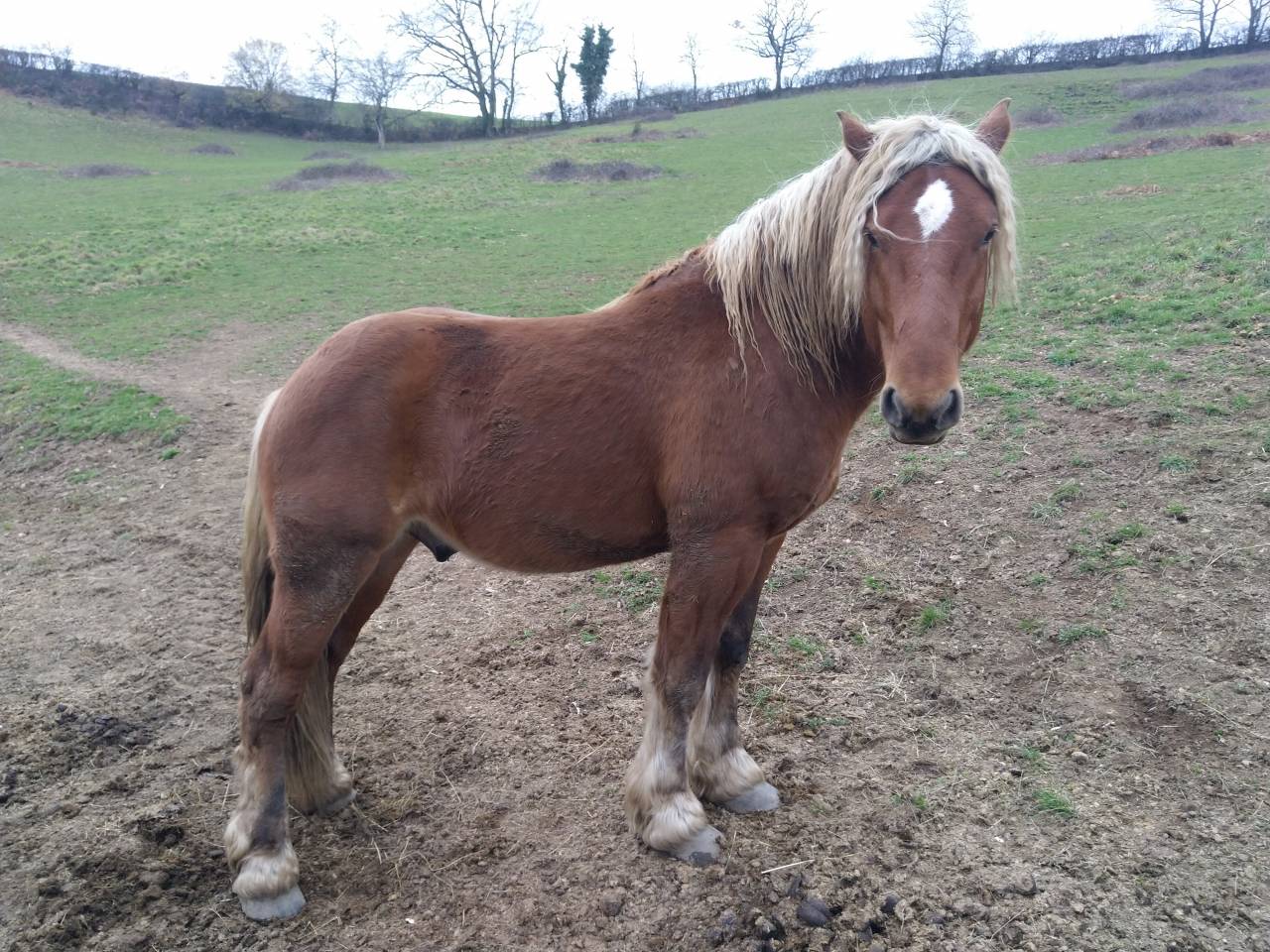 Hengst Comtois Trekpaard Te koop 2020 Vos ,  ROBIN DES BOIS