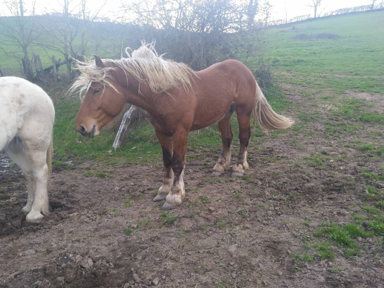 Hengst Comtois Trekpaard Te koop 2020 Vos ,  ROBIN DES BOIS