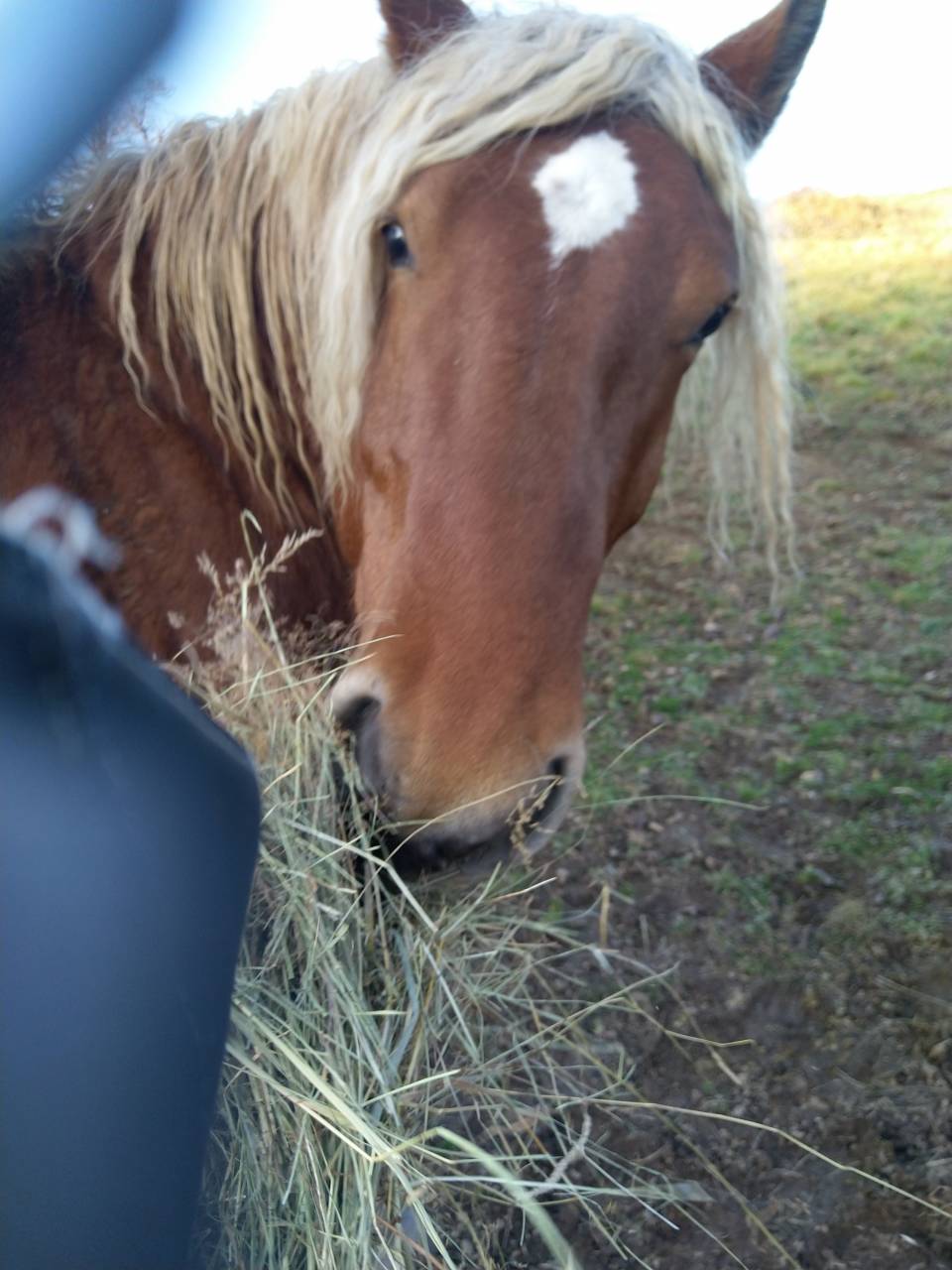 Hengst Comtois Trekpaard Te koop 2020 Vos ,  ROBIN DES BOIS